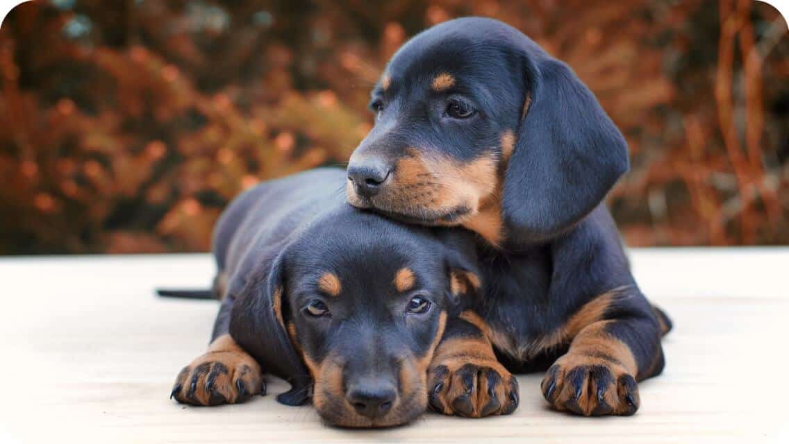 Top 6 Best Dachshund Breeders in Maine (ME) State [2021