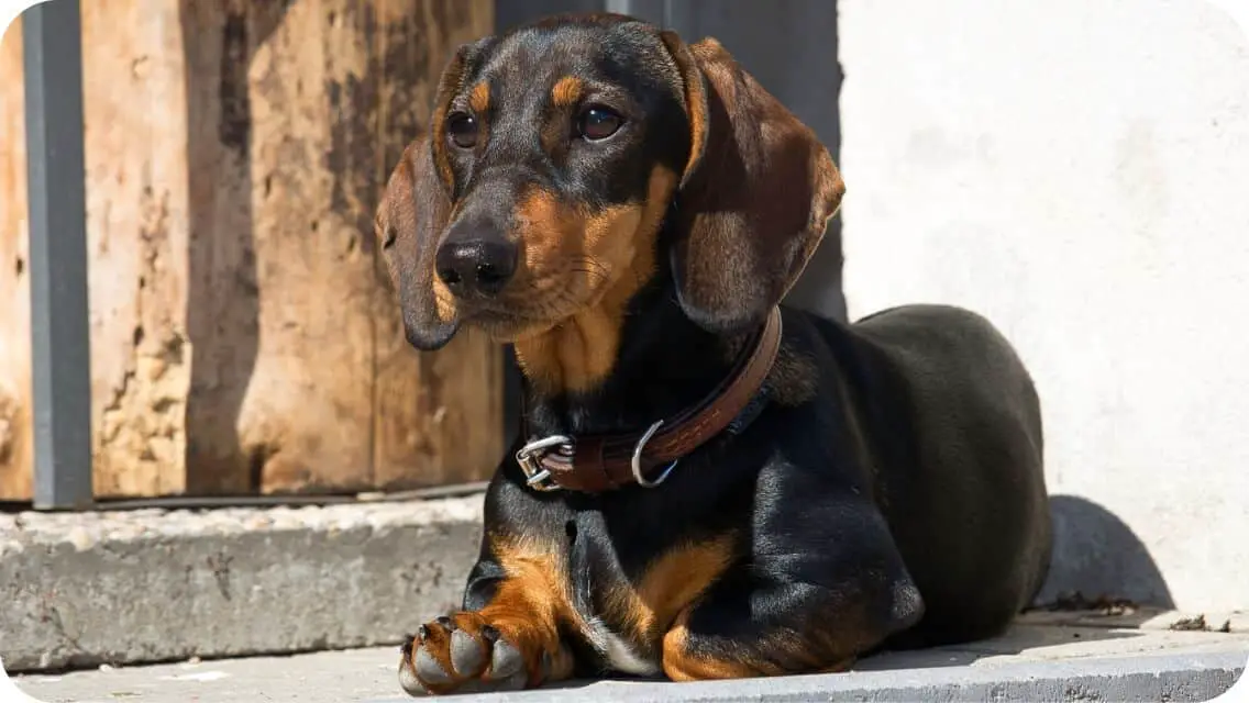 Top 8 Best Dachshund Breeders In Michigan (MI) State