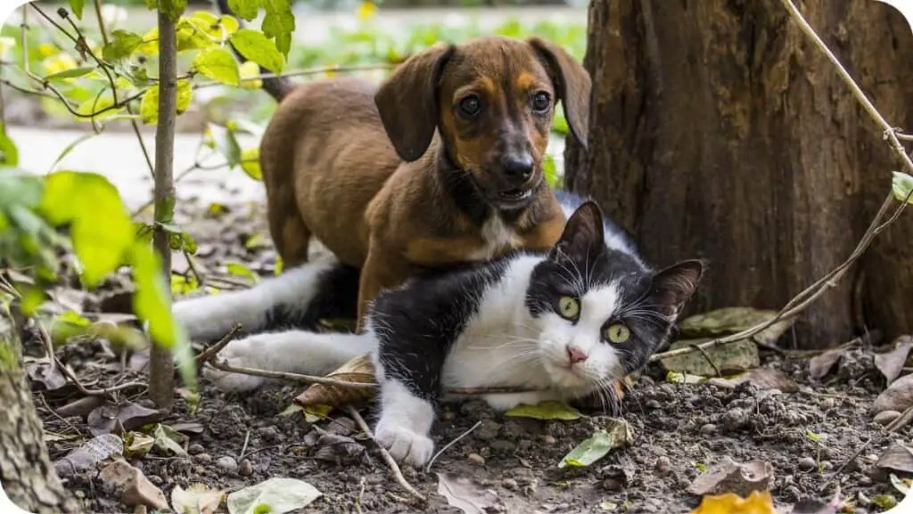 Dachshund With Cat