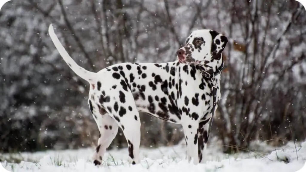 Dalmatian In Snow
