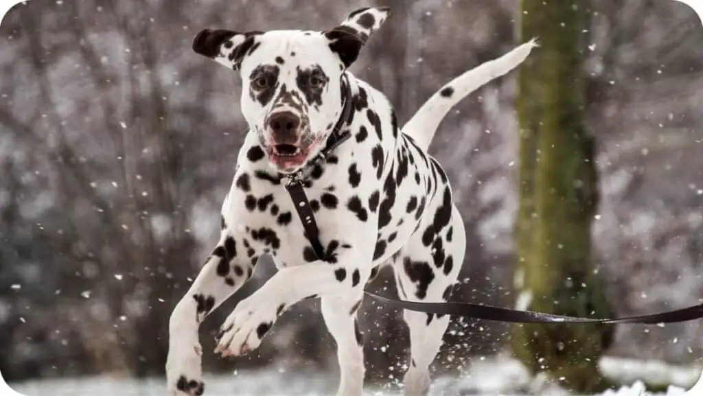 Dalmatian Play In Snow