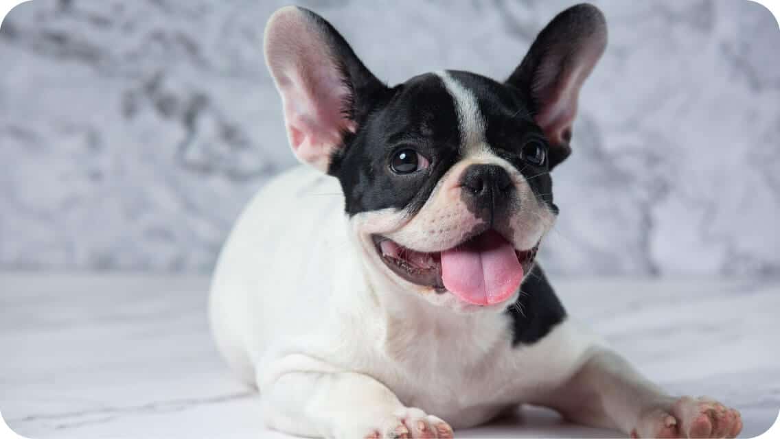 Top 13 Best French Bulldog Breeders In New York (NY) State