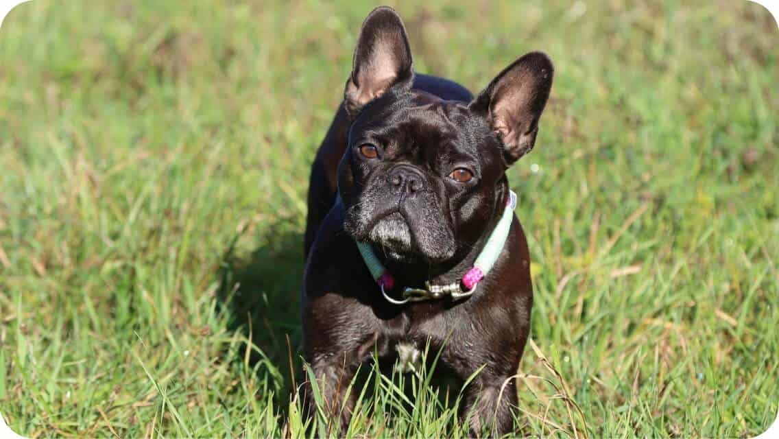 Top 8 Best French Bulldog Breeders in Wisconsin (WI) State