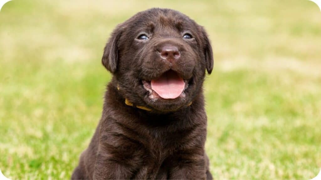 Labrador Retriever Puppy Smiling