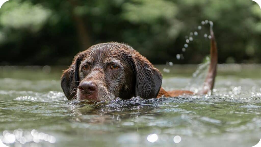 Labrador Retriever Swiming