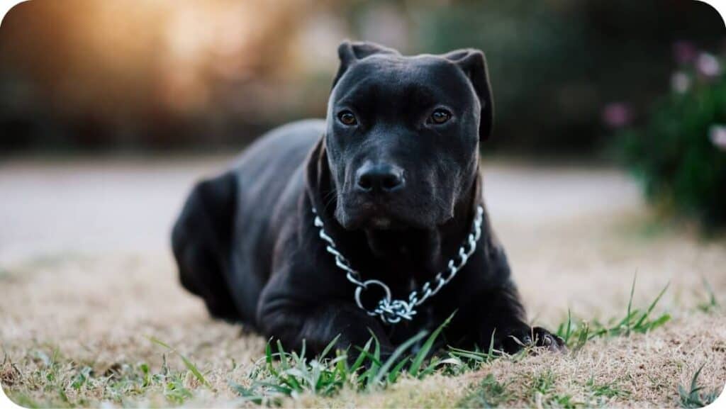 Pit Bull Black Puppy