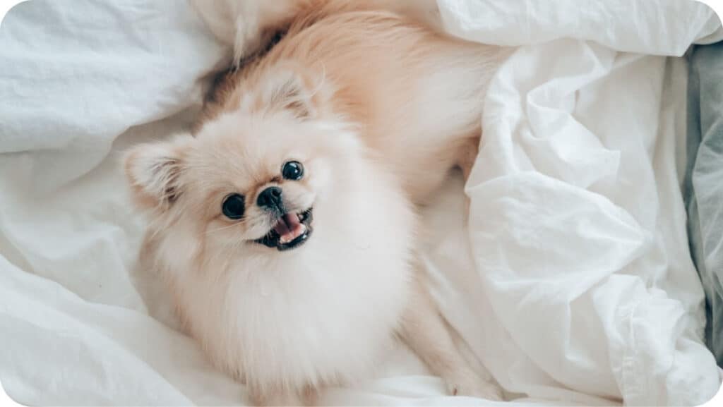 Pomeranian Puppy With Bed Sheet