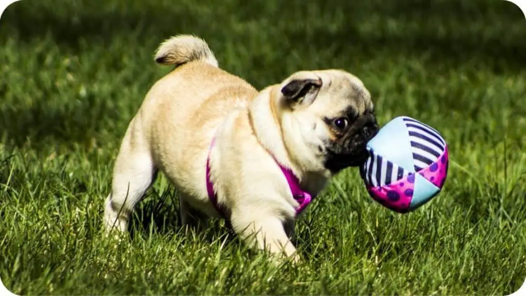 Pug Playing With Ball