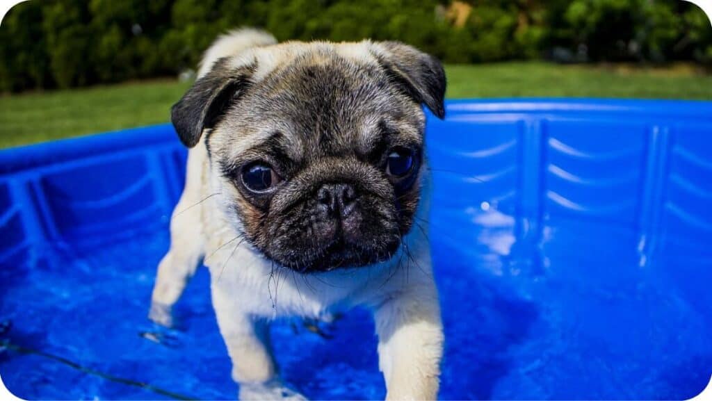 Pug Puppy In Water