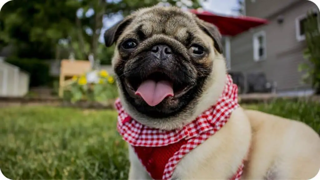 Pug Puppy Smiling