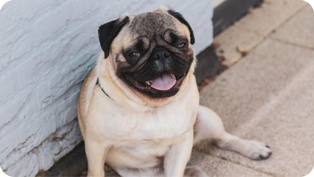 Pug Siting Down With Smile