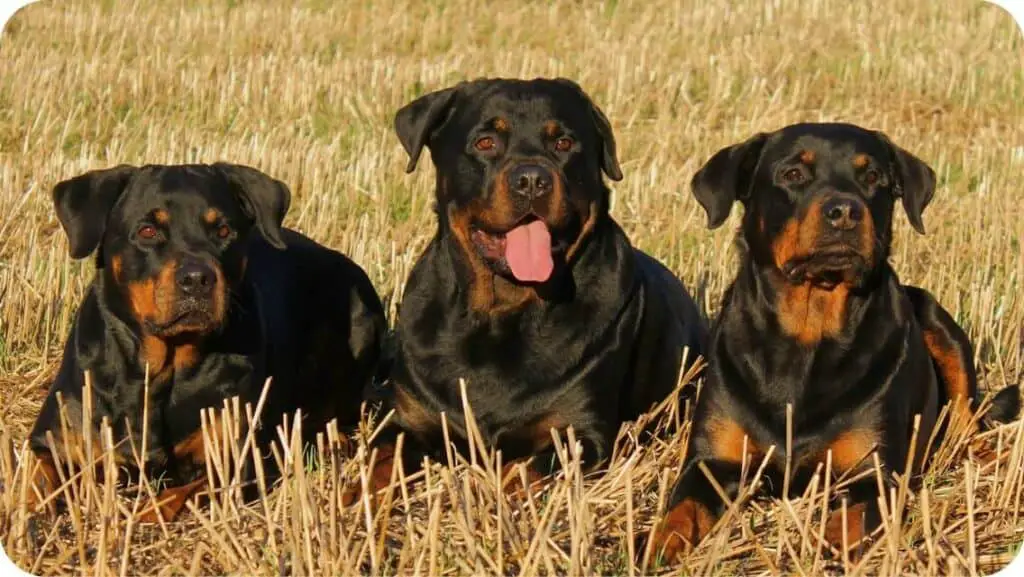 Rottweiler Canines