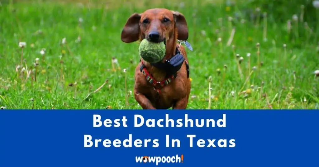 Top 10 Best Dachshund Breeders In Texas (TX) State