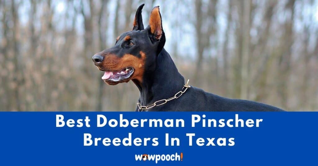 Top 11 Best Doberman Pinscher Breeders In Texas (TX) State