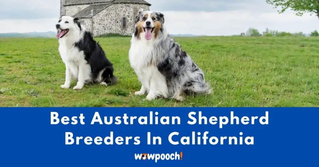 Top 13 Best Australian Shepherd Breeders in California (CA) State