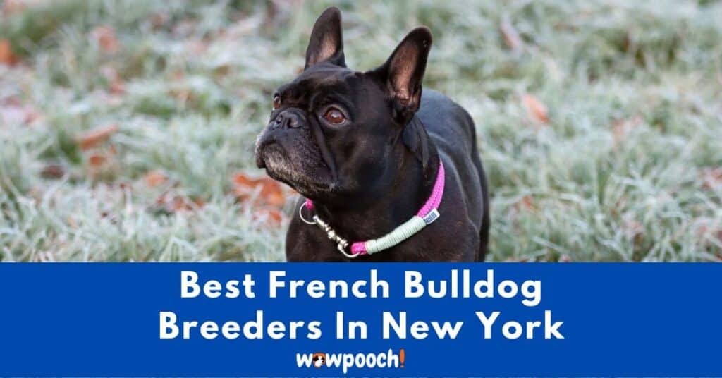 Top 13 Best French Bulldog Breeders In New York (NY) State