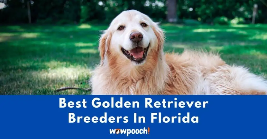 Top 13 Best Golden Retriever Breeders In Florida (FL) State
