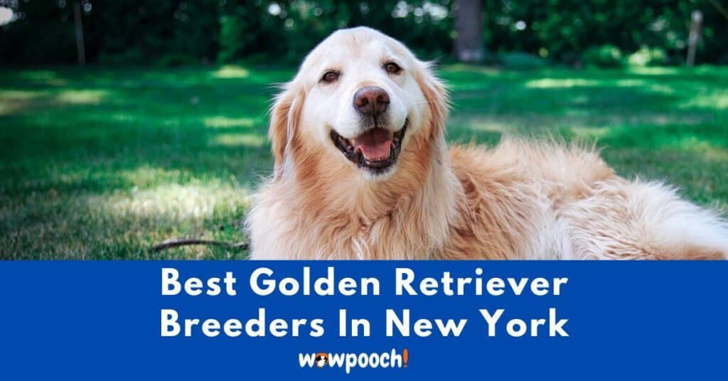 Top 15 Best Golden Retriever Breeders In New York (NY) State