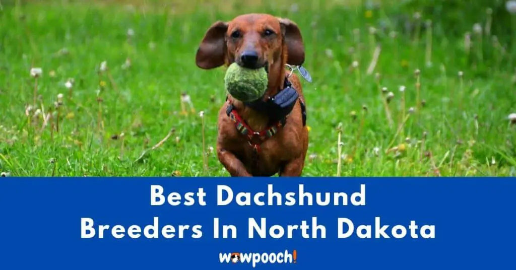 Top 2 Best Dachshund Breeders In North Dakota (ND) State