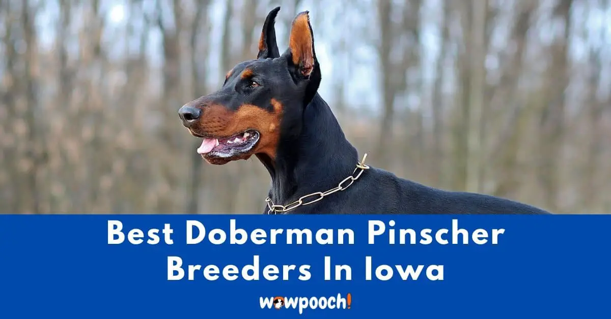 Top 2 Best Doberman Pinscher Breeders In Iowa (IA) State ...