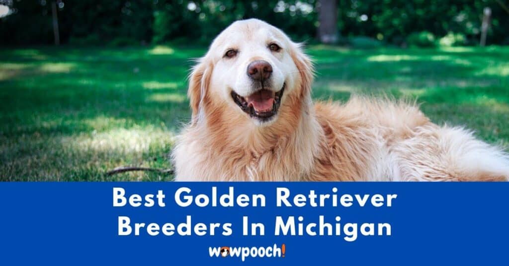 Top 30 Best Golden Retriever Breeders In Michigan (MI) State