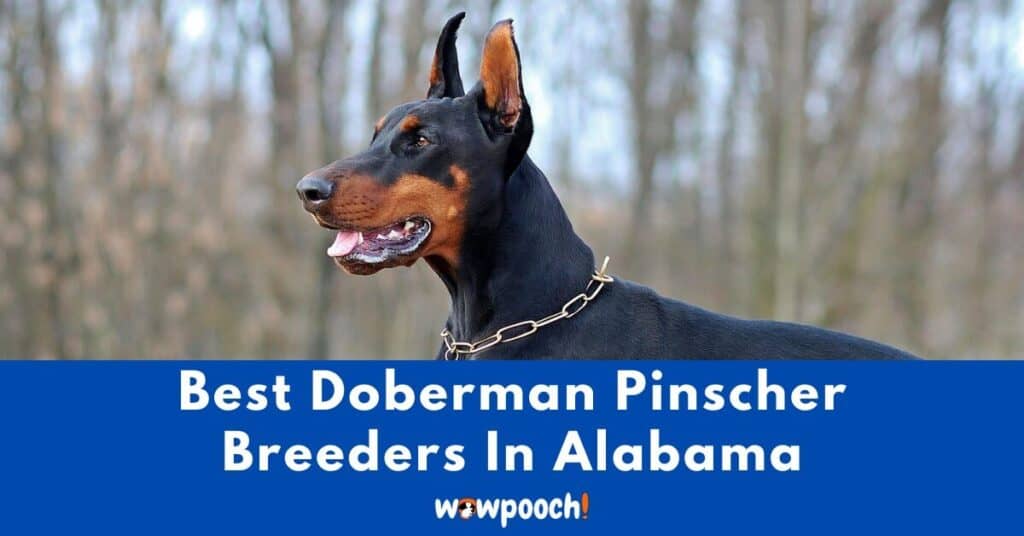 Top 4 Best Doberman Pinscher Breeders In Alabama (AL) State