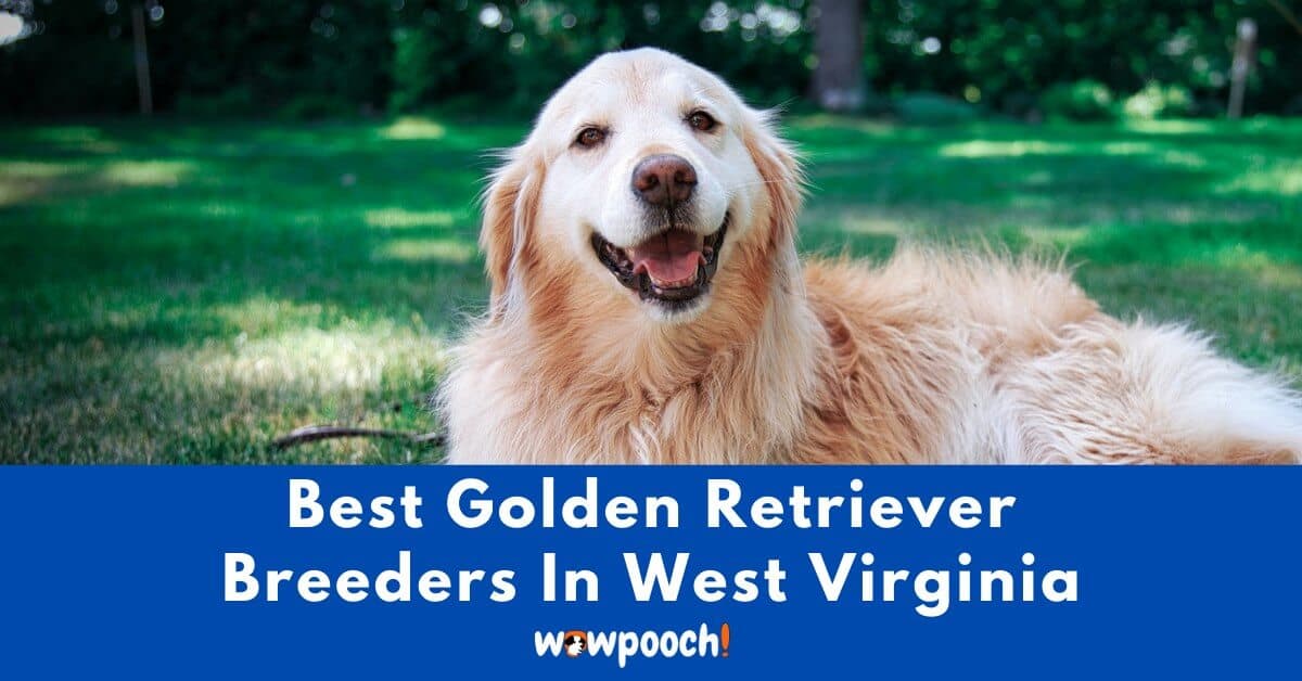 Top 4 Best Golden Retriever Breeders In West Virginia (WV) State