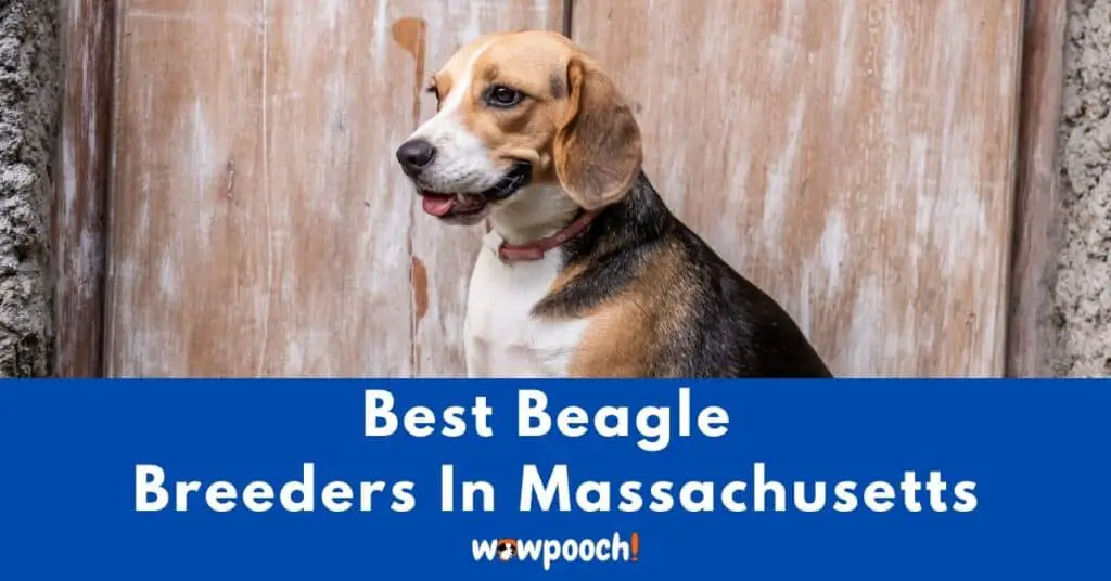 Top 5 Best Beagle Breeders In Massachusetts (MA) State