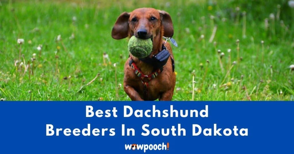 Top 5 Best Dachshund Breeders In South Dakota (SD) State