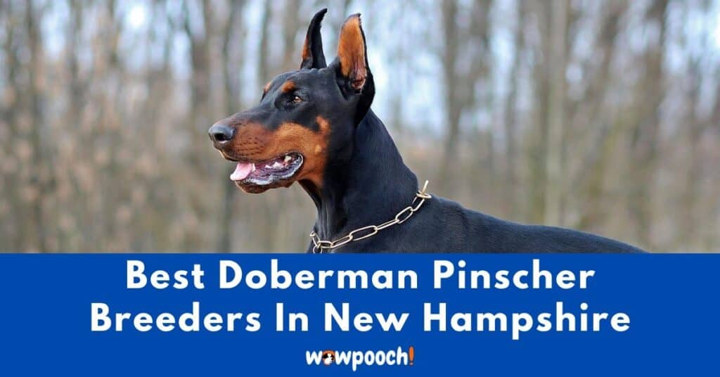 Top 5 Best Doberman Pinscher Breeders In New Hampshire (NH) State