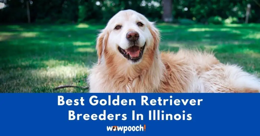 Top 5 Best Golden Retriever Breeders In Illinois (IL) State
