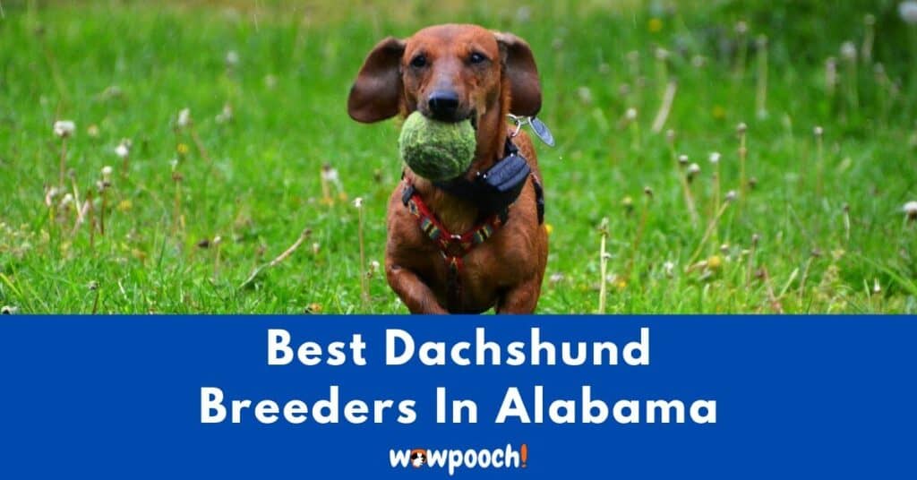 Top 6 Best Dachshund Breeders In Alabama (AL) State