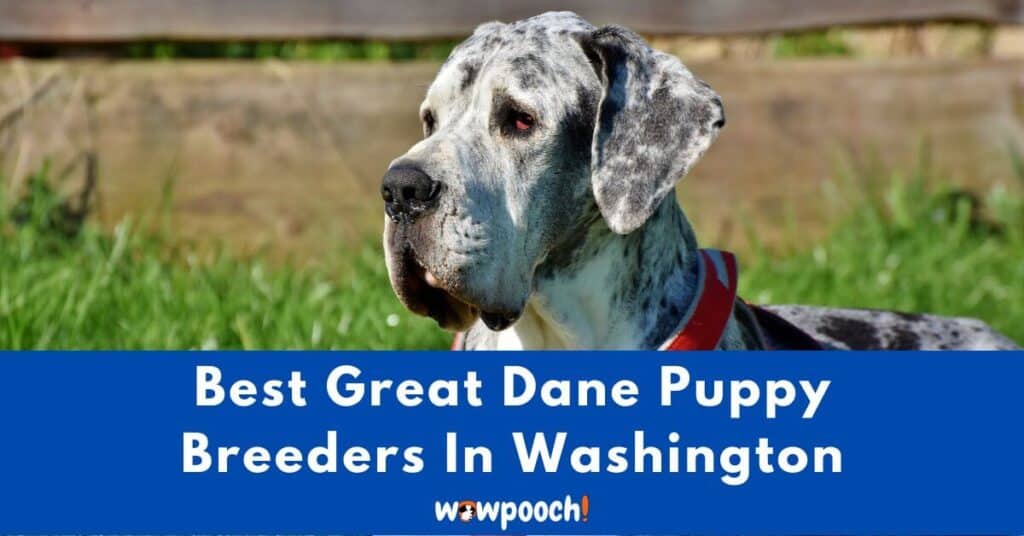 Top 6 Best Great Dane Breeders In Washington (WA) State