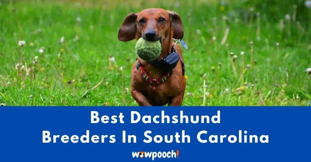 Top 7 Best Dachshund Breeders In South Carolina (SC) State