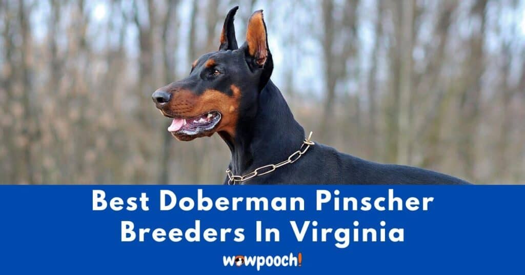 Top 7 Best Doberman Pinscher Breeders In Virginia (VA) State