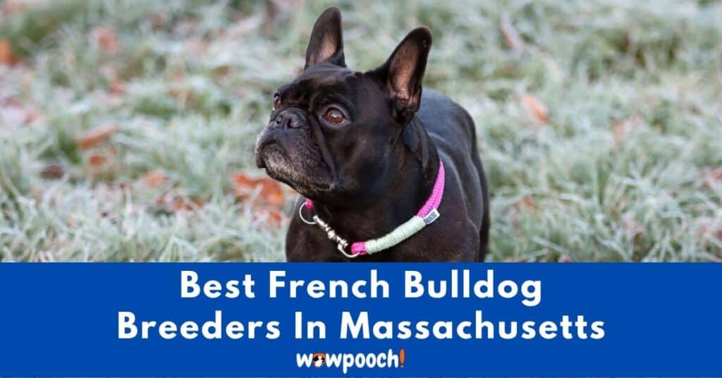 Top 8 Best French Bulldog Breeders In Massachusetts (MA) State