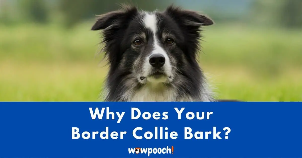 how to stop border collie barking at birds