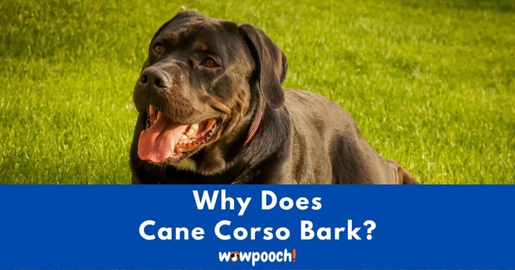 Why Does Your Cane Corso Bark So Much?