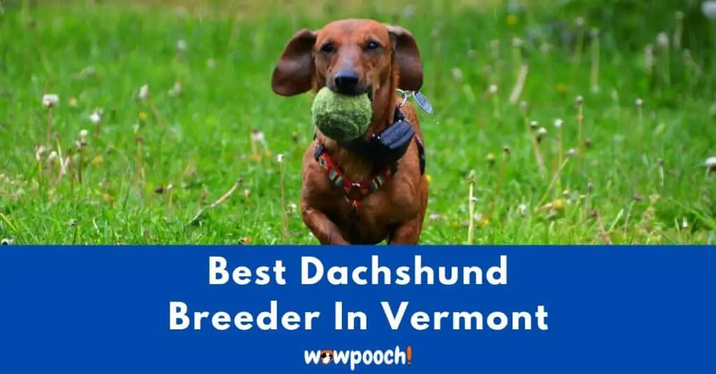 Best Dachshund Breeder in Vermont (VT) State [2021] WowPooch