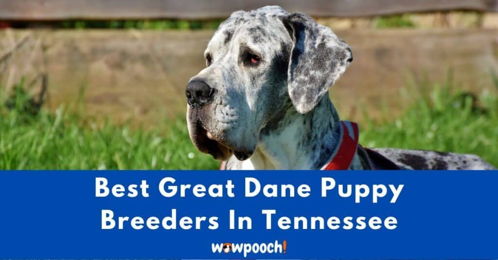 Top 10 Best Great Dane Breeders In Tennessee (TN) State
