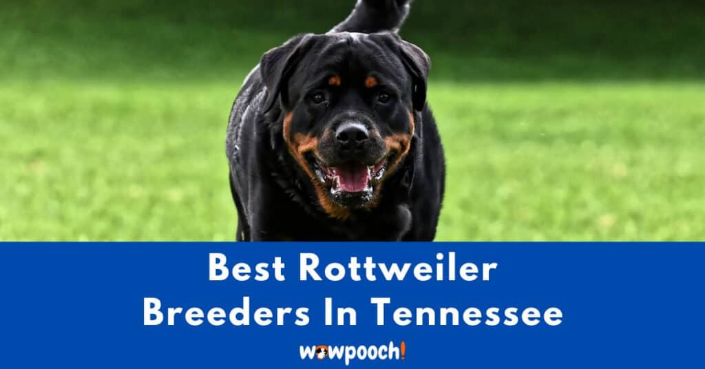 Top 10 Best Rottweiler Breeders In Tennessee (TN) State