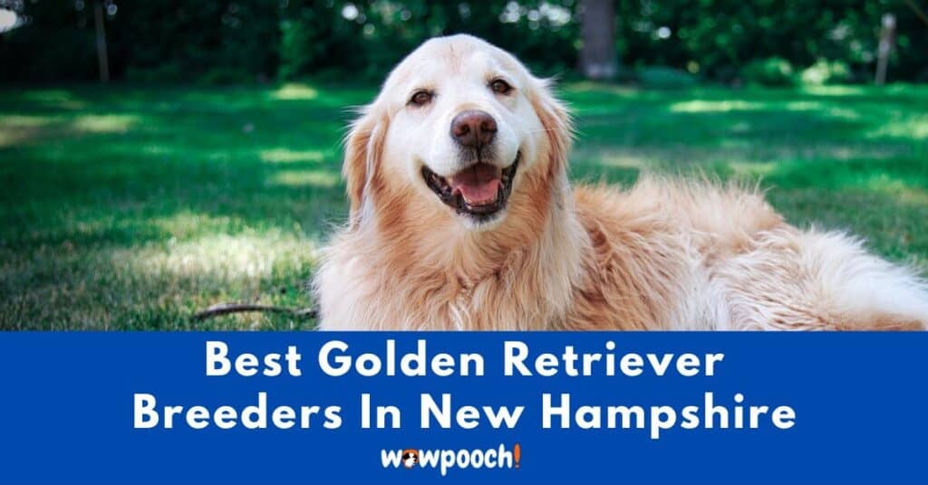 Top 19 Best Golden Retriever Breeders In New Hampshire (NH) State
