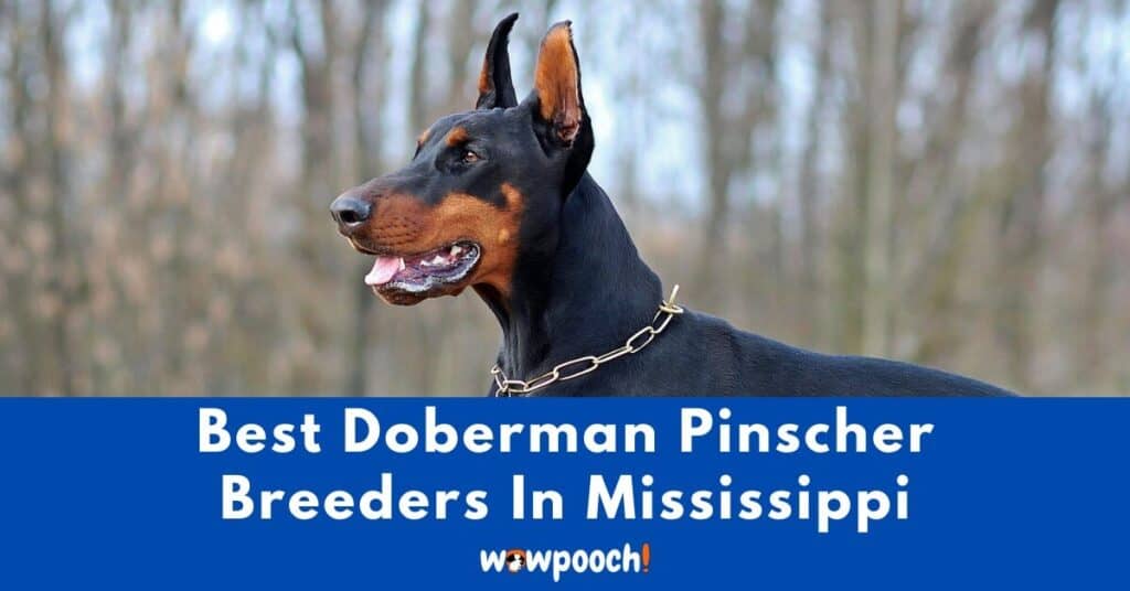 Top 2 Best Doberman Pinscher Breeders In Mississippi (MS) State