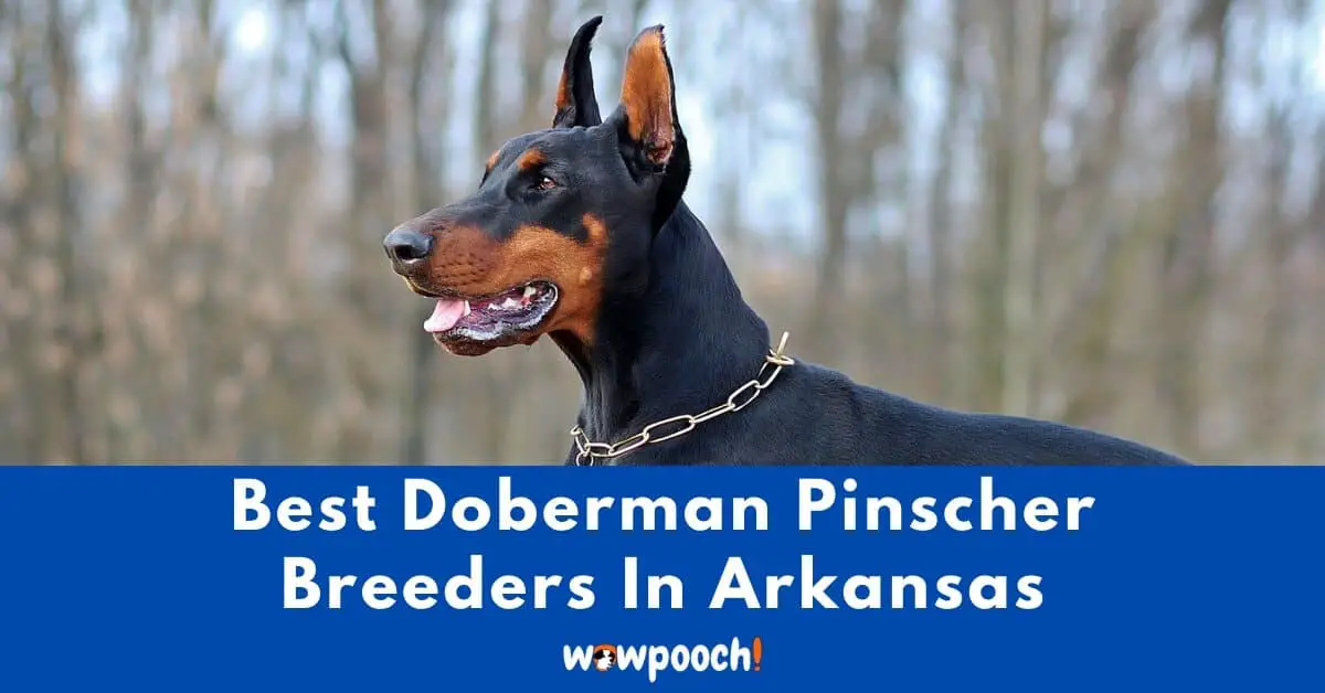 Top 3 Best Doberman Pinscher Breeders In Arkansas (AR ...