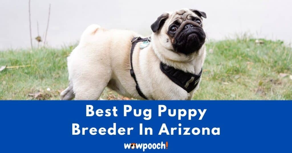 Top 3 Best Pug Breeders In Arizona (AZ) State