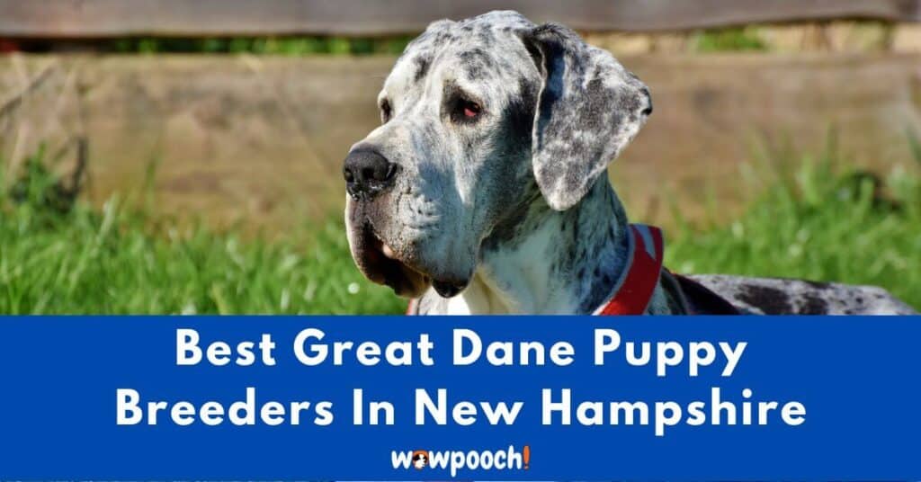 Top 4 Best Great Dane Breeders In New Hampshire (NH) State