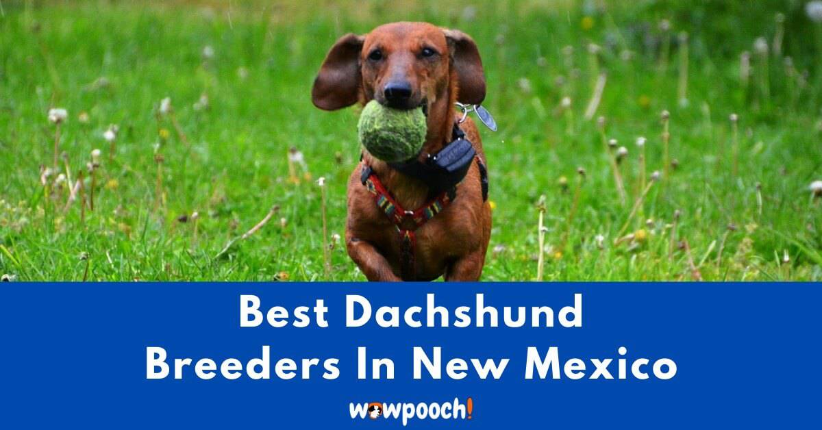 Dachshund Puppies For Sale In Santa Fe Nm