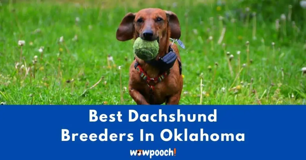 Top 6 Best Dachshund Breeders in Oklahoma (OK) State [2021