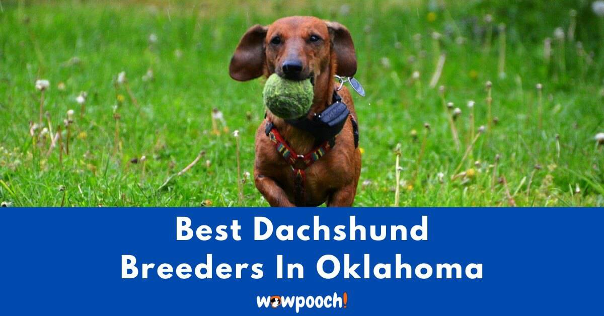 Top 6 Best Dachshund Breeders In Oklahoma Ok State 2021 Wowpooch