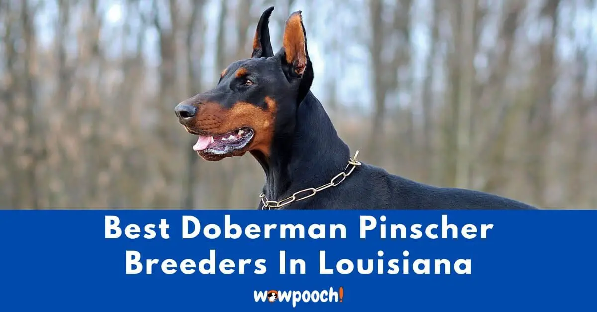Top 6 Best Doberman Pinscher Breeders In Louisiana (LA ...